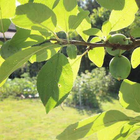 Les Jardins De Lily Hotell Saint-Léonard-de-Noblat Eksteriør bilde