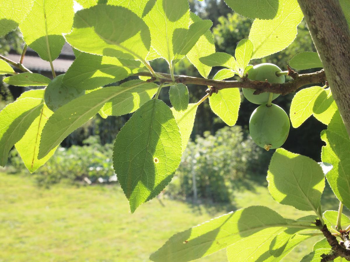 Les Jardins De Lily Hotell Saint-Léonard-de-Noblat Eksteriør bilde